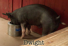 the-office-dwight-the-pig