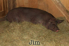 the-office-jim-the-pig