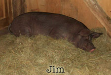 the-office-jim-the-pig