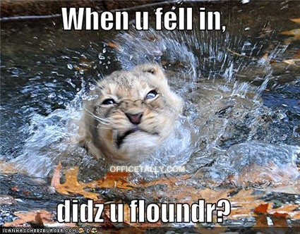 The Office Lolcat: Koi Pond